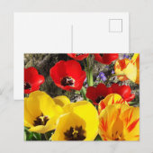Gele en rode tulpen briefkaart (Voorkant / Achterkant)