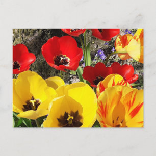Gele en rode tulpen briefkaart