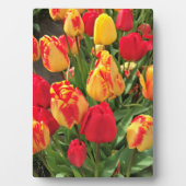 Gele en rode tulpen fotoplaat (voorkant)