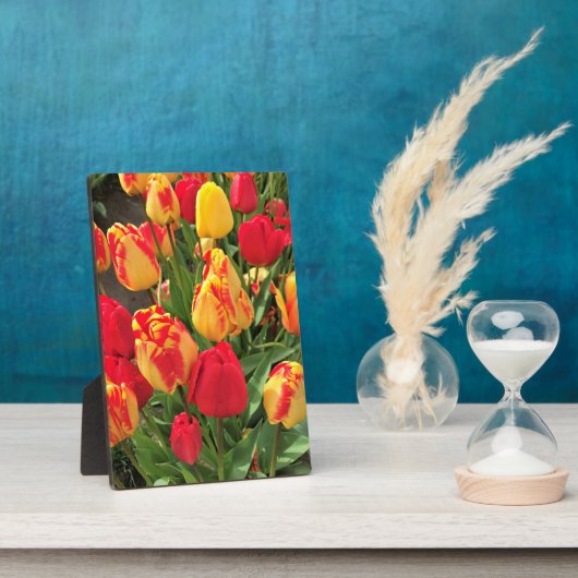 Gele en rode tulpen fotoplaat (Zijkant)