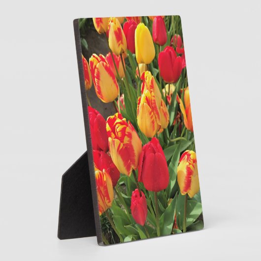 Gele en rode tulpen fotoplaat (Zijkant)