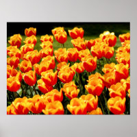Gele en rode tulpen in de lente