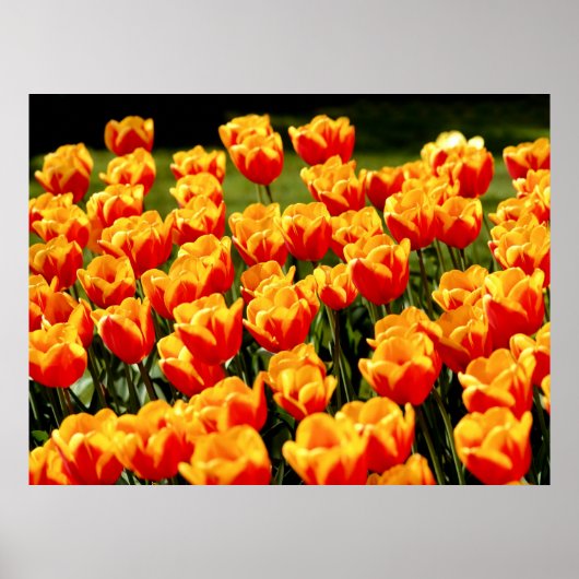 Gele en rode tulpen in de lente poster (Voorkant)