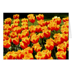 Gele en rode tulpen in de lentesflorale kaart