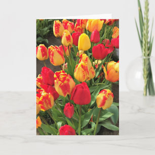 Gele en rode tulpen kaart