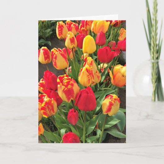 Gele en rode tulpen kaart (Voorkant)