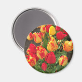 Gele en rode tulpen magneet (Voorkant / Achterkant)