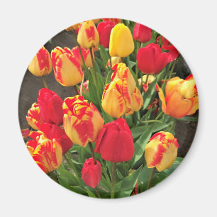 Gele en rode tulpen magneet