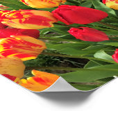 Gele en rode tulpen poster (Hoek)