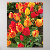 Gele en rode tulpen poster (Voorkant)