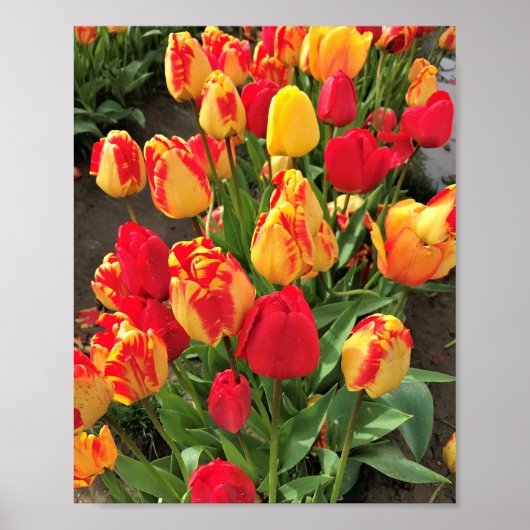 Gele en rode tulpen poster (Voorkant)