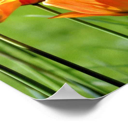 Gele en rode tulpen poster (Hoek)