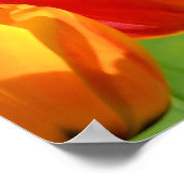 Gele en rode tulpen poster (Hoek)