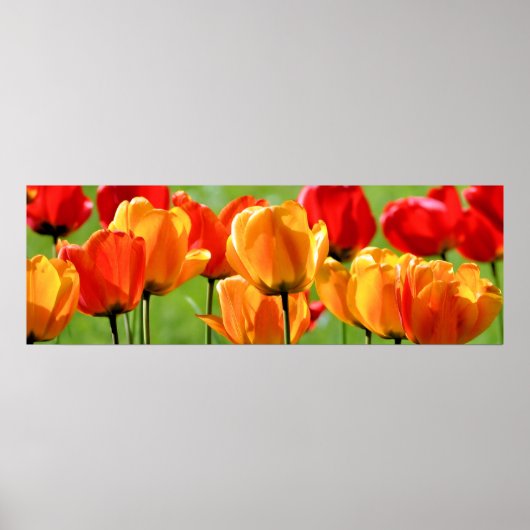 Gele en rode tulpen poster (Voorkant)