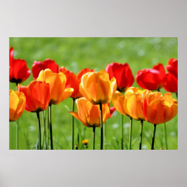 Gele en rode tulpen poster