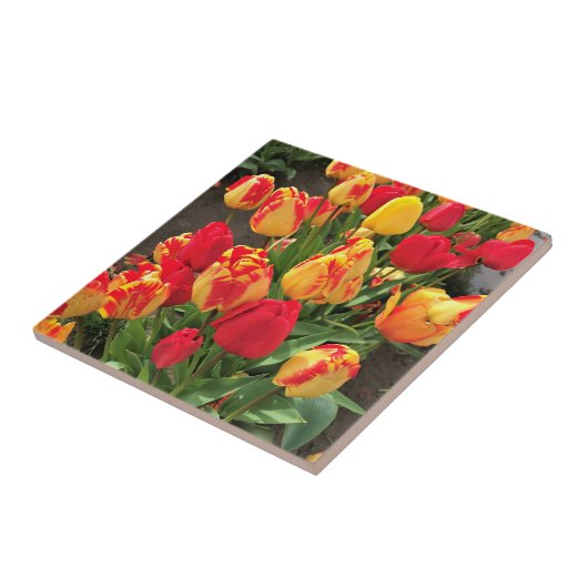 Gele en rode tulpen tegeltje (Zijkant)