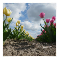 Gele en roze tulpen met blauw Poster voor de hemel