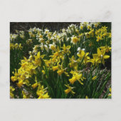 Gele en witte deffodils Spring Flowers Briefkaart (Voorkant)