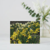 Gele en witte deffodils Spring Flowers Briefkaart (Staand voorkant)