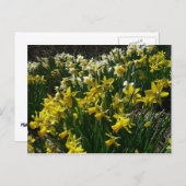 Gele en witte deffodils Spring Flowers Briefkaart (Voorkant / Achterkant)