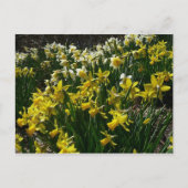 Gele en witte deffodils Spring Flowers Briefkaart (Voorkant)