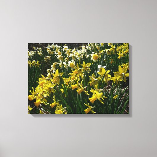 Gele en witte deffodils Spring Flowers Canvas Afdruk (Voorkant)