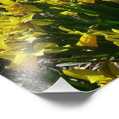 Gele en witte deffodils Spring Flowers Foto Afdruk (Hoek)