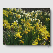 Gele en witte deffodils Spring Flowers Gastenboek (Achterkant)