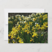 Gele en witte deffodils Spring Flowers Kaart (Voorkant)