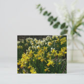 Gele en witte deffodils Spring Flowers Kaart (Staand voorkant)