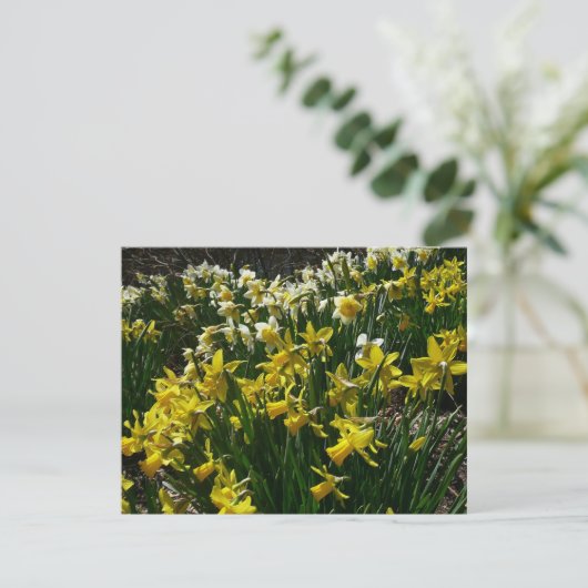 Gele en witte deffodils Spring Flowers Kaart (Staand voorkant)