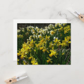 Gele en witte deffodils Spring Flowers Kaart (Voorkant / Achterkant in situ)