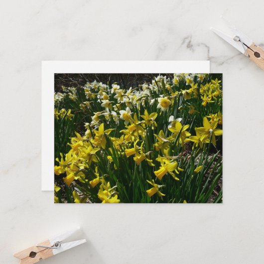 Gele en witte deffodils Spring Flowers Kaart (Voorkant / Achterkant in situ)
