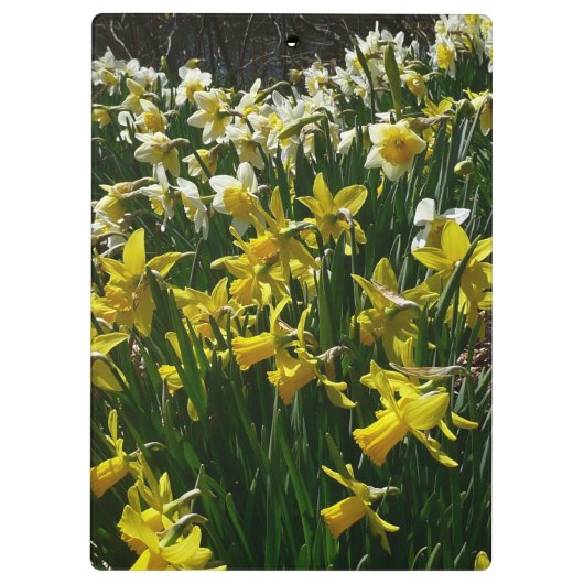 Gele en witte deffodils Spring Flowers Klembord (Achterkant)