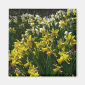 Gele en witte deffodils Spring Flowers Magneet (Voorkant)