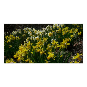 Gele en witte deffodils Spring Flowers Perfect Poster