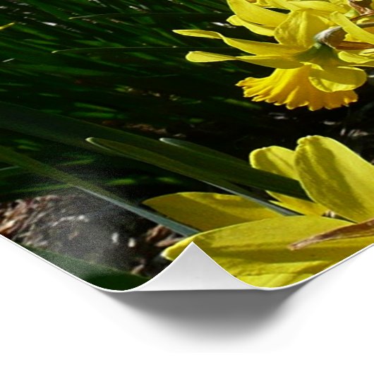 Gele en witte deffodils Spring Flowers Perfect Poster (Hoek)