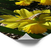 Gele en witte deffodils Spring Flowers Poster (Hoek)