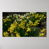 Gele en witte deffodils Spring Flowers Poster (Voorkant)