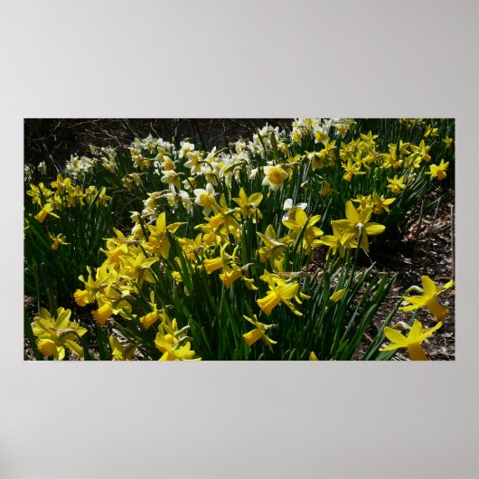 Gele en witte deffodils Spring Flowers Poster (Voorkant)