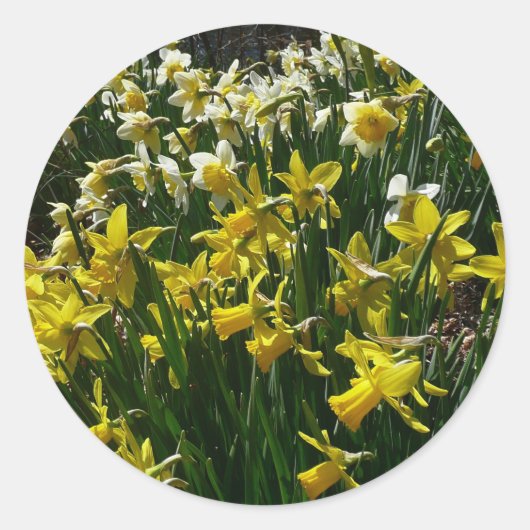 Gele en witte deffodils Spring Flowers Ronde Sticker (Voorkant)