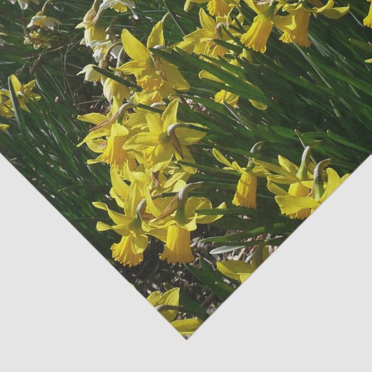 Gele en witte deffodils Spring Flowers Tissuepapier (Detail)
