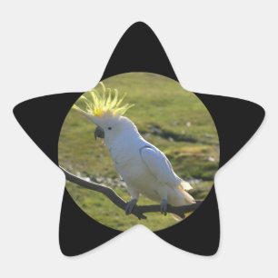 Gele en witte katkatoenpapegaai ster sticker