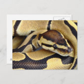 Gele en zwarte doornbuis 3 briefkaart (Voorkant / Achterkant)