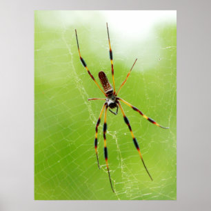 Gele en zwarte spin (groene achtergrond) poster