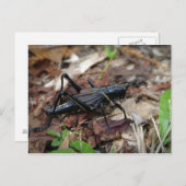 Gele en Zwarte Veenmol Briefkaart (Voorkant / Achterkant)