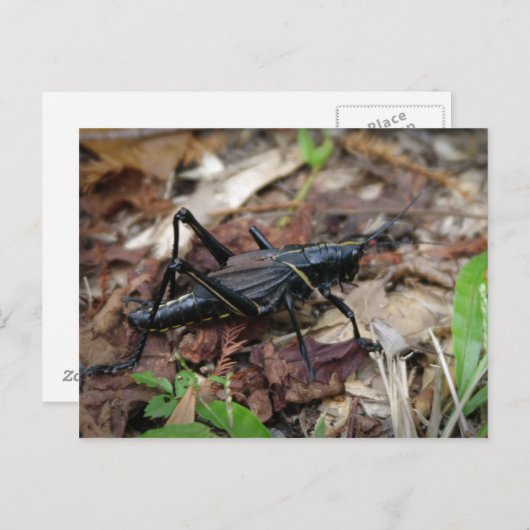 Gele en Zwarte Veenmol Briefkaart (Voorkant / Achterkant)