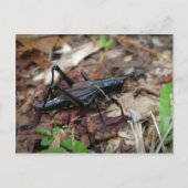 Gele en Zwarte Veenmol Briefkaart (Voorkant)