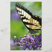 Gele en Zwarte Vlinder op Lavendel