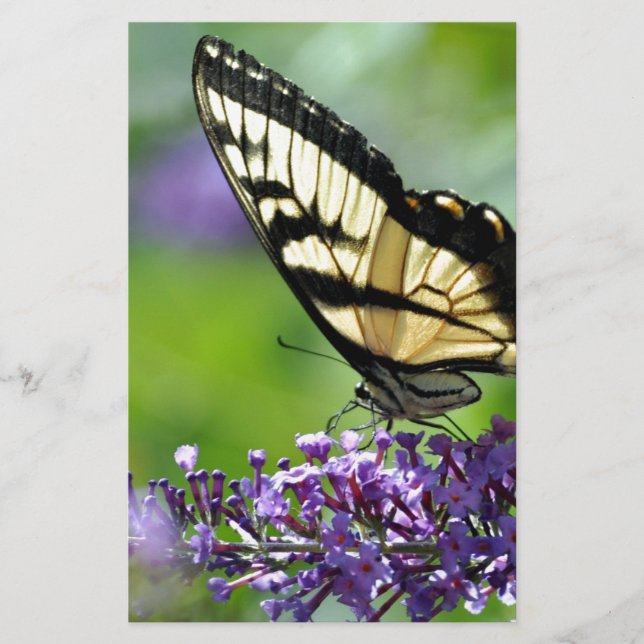 Gele en Zwarte Vlinder op Lavendel (Voorkant)